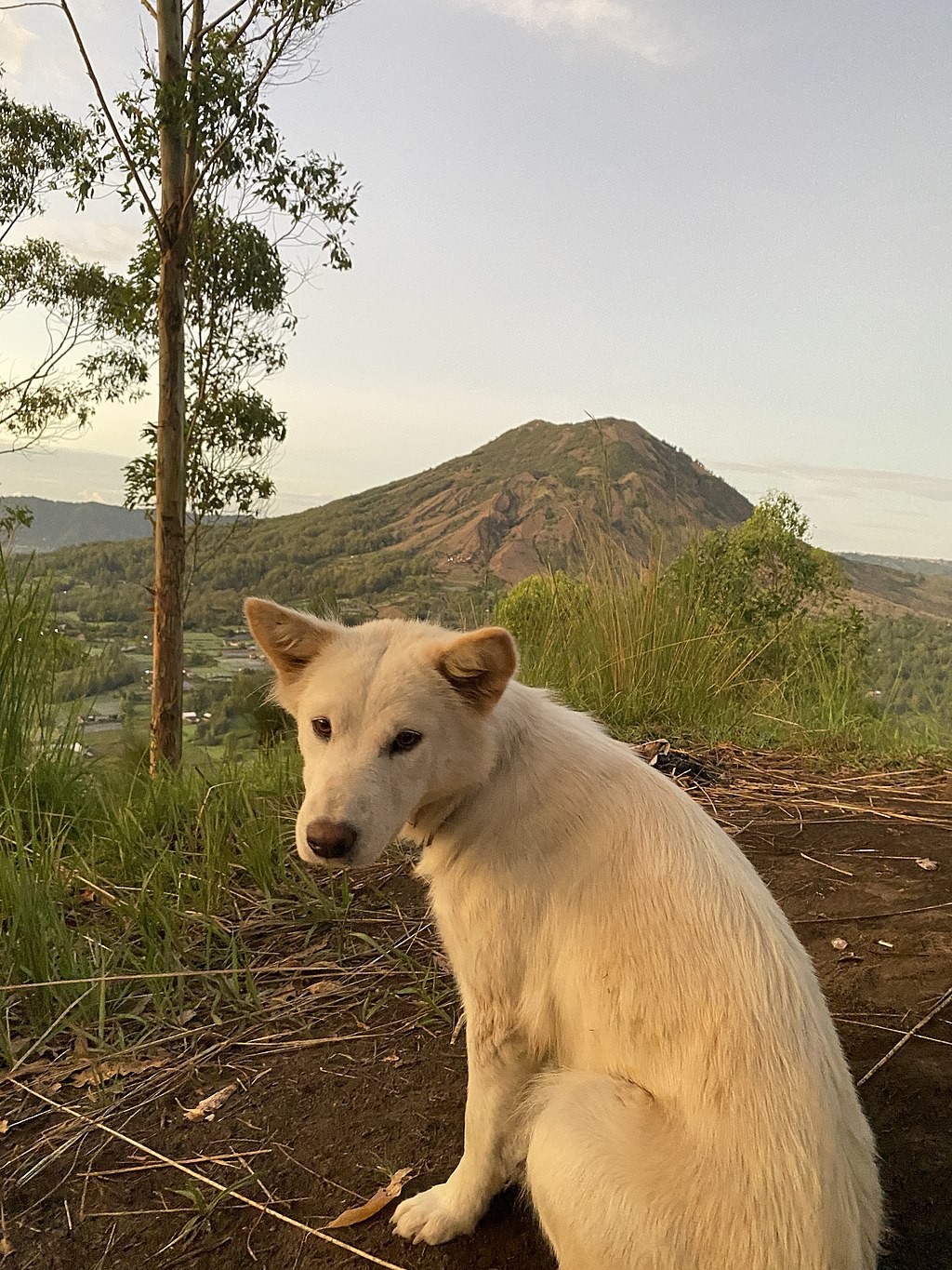Kintamani with gunung batur