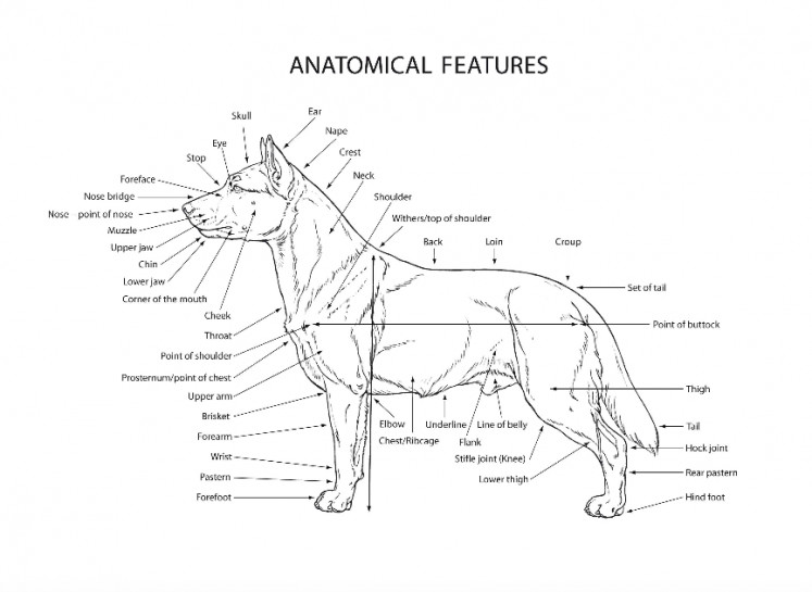 anatomical features