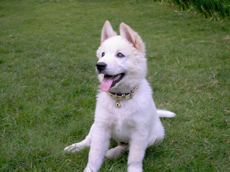 white kintamani dog sitting