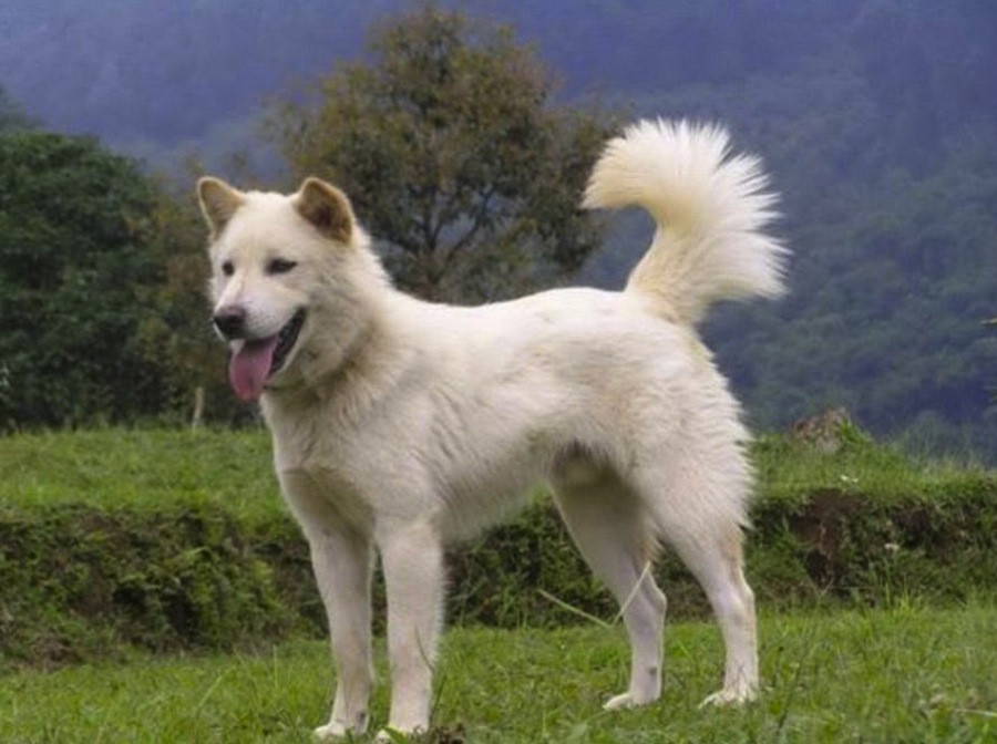 white kintamani dog