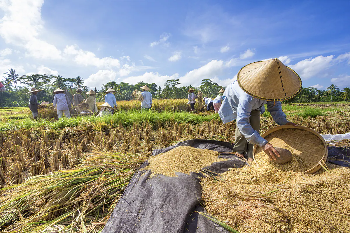 farmers