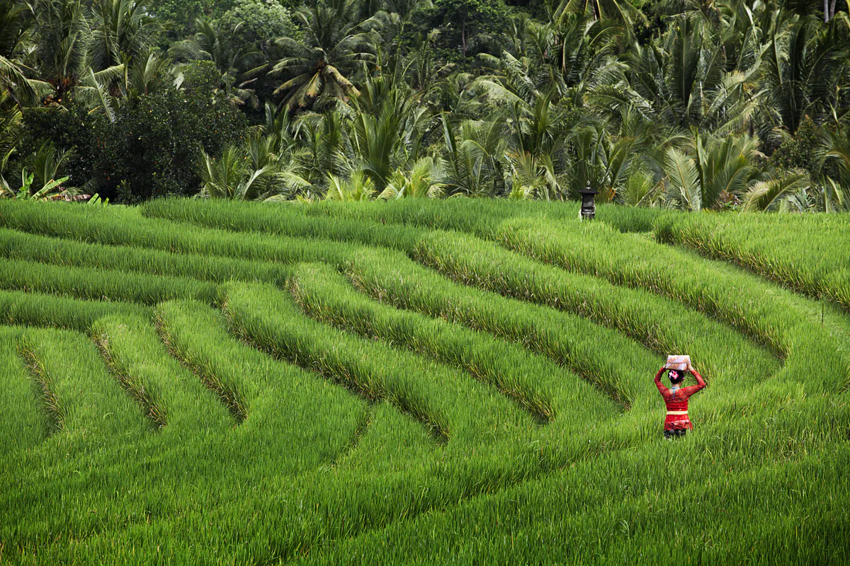 imagesubak