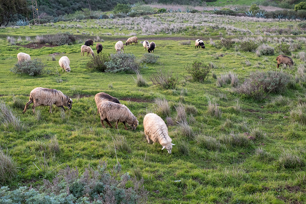 Livestock