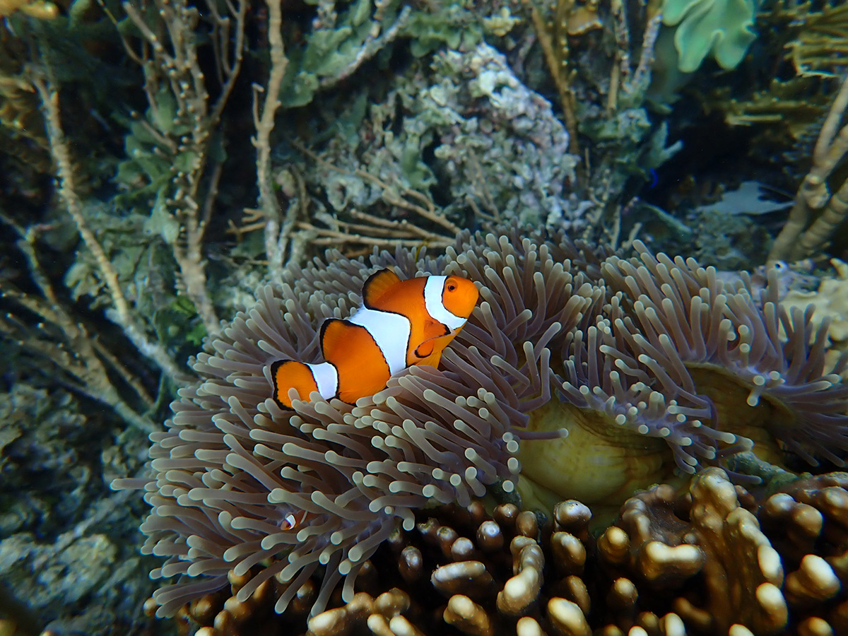 Fish